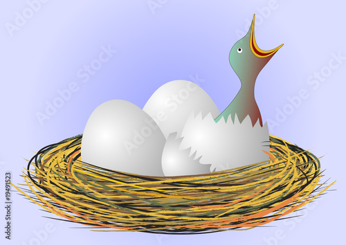 hungry little bird in the nest