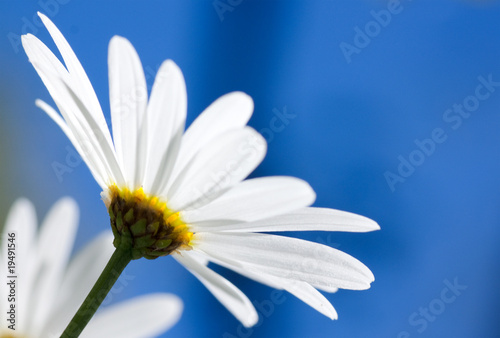 White Argyranthemum flower on bright and clear blue sky
