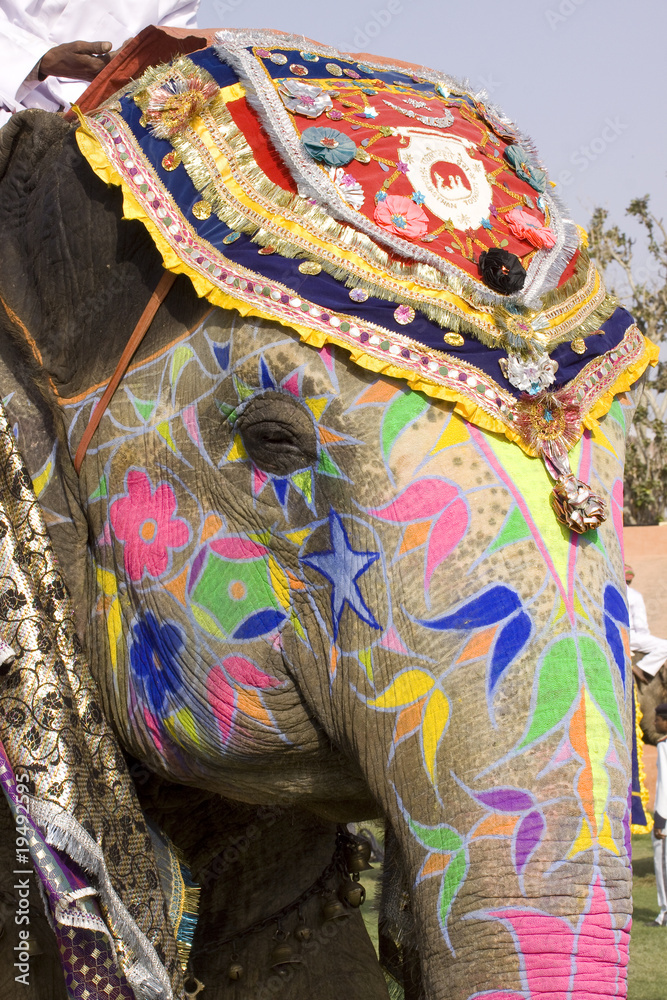 Obraz premium Colorful hand painted elephant , Holi festival , Jaipur, Rajasthan, India 