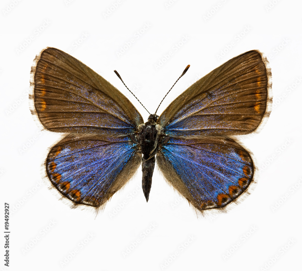 Fototapeta premium butterfly - Adonis Blue