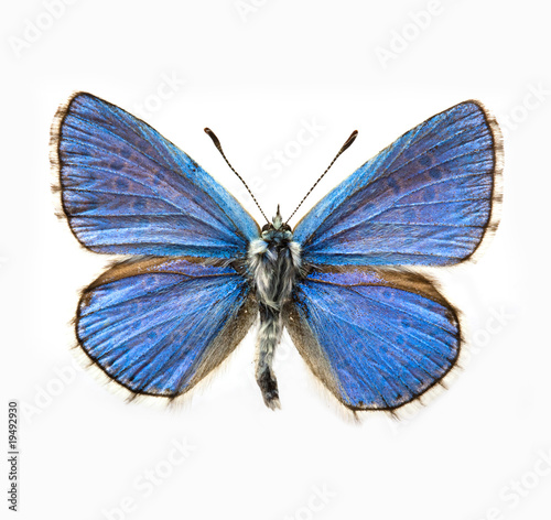 butterfly - Adonis Blue