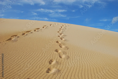 traces de pas dans le désert