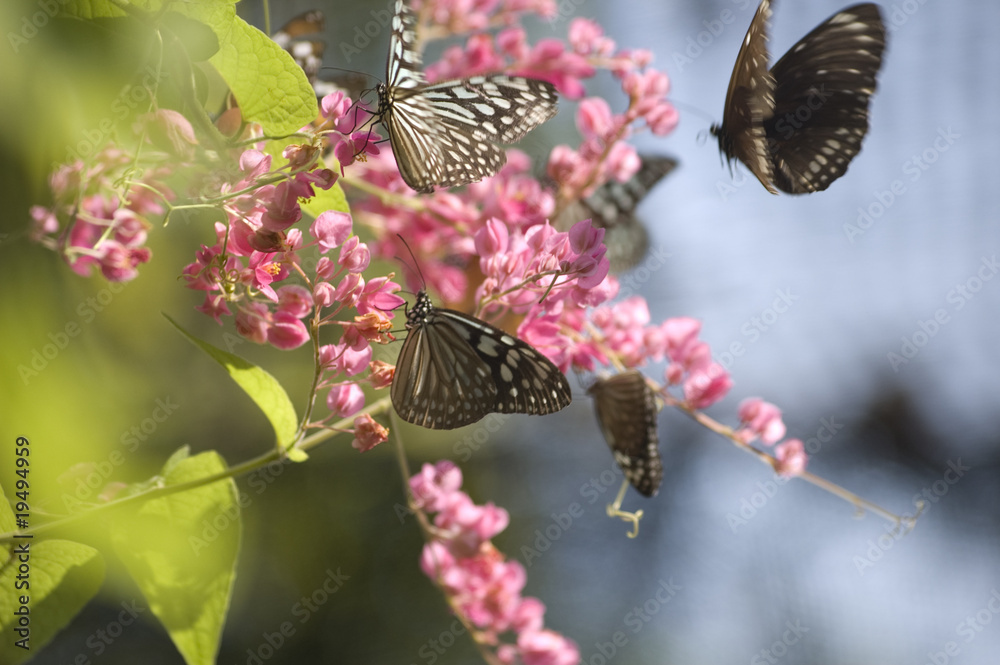 Fototapeta premium Butterflies upon a pink flower in Samui Butterfly Garden