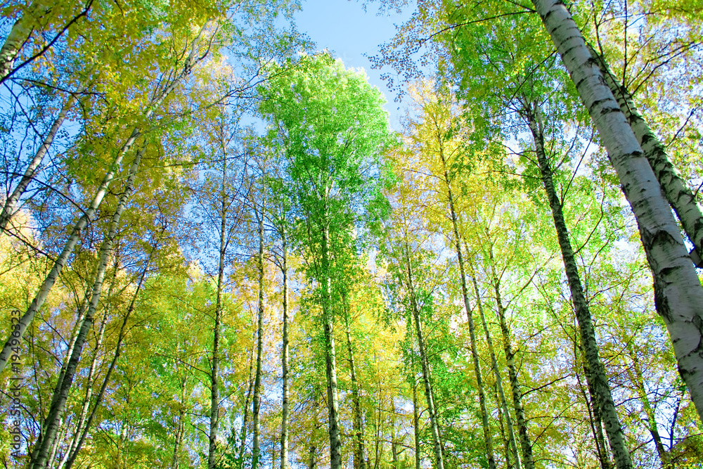 Fototapeta premium park trees