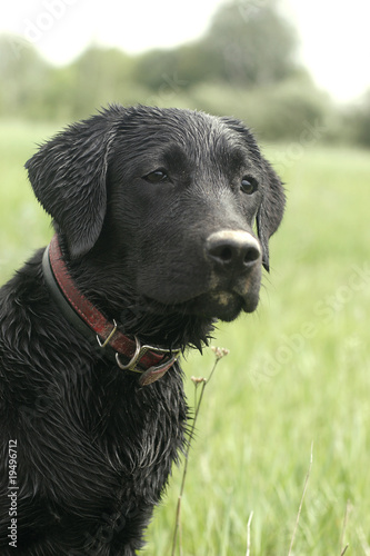 Portrait of dog on hunt