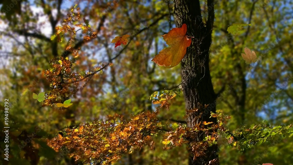 Herbst