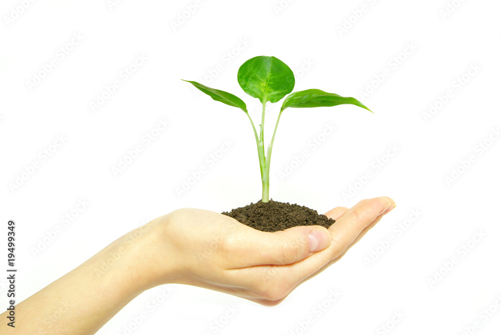 plant in hand plant in hand