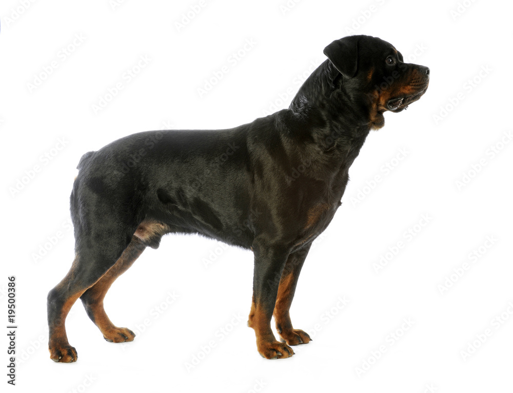 Obraz premium rottweiler de profil (standard) en studio sur fond blanc