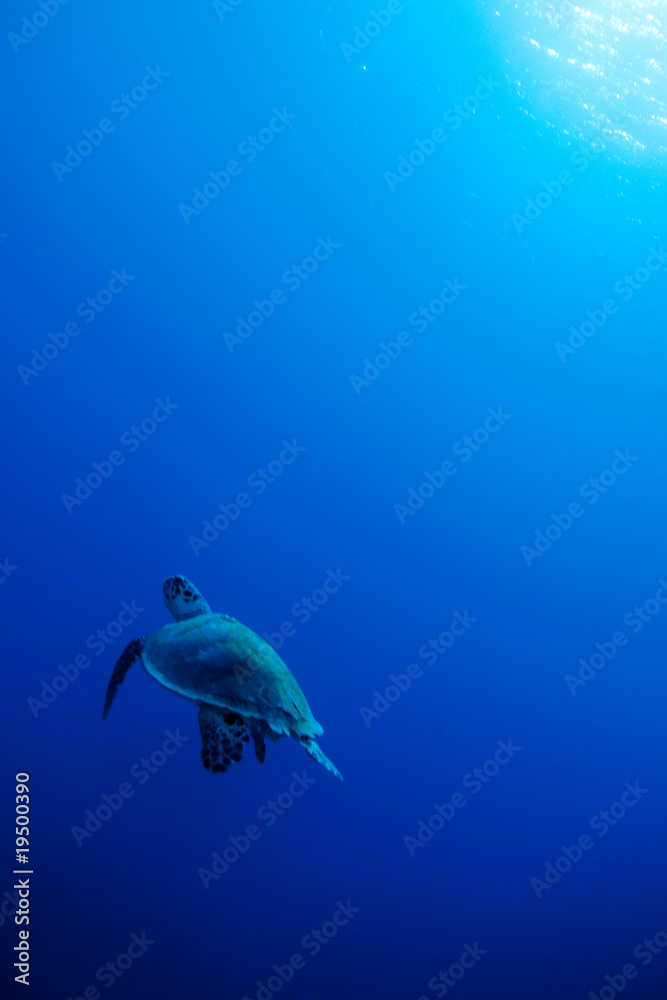 Fototapeta premium tortue de mer