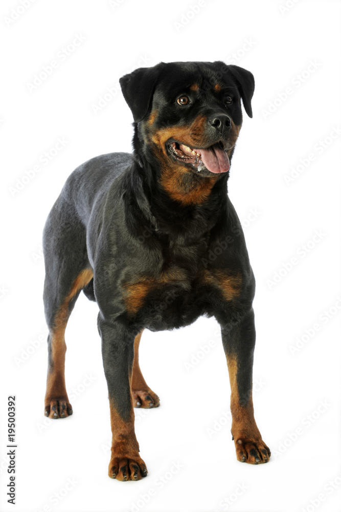 chien de garde debout bien campé sur ses membres chien de garde debout bien campé sur ses membres