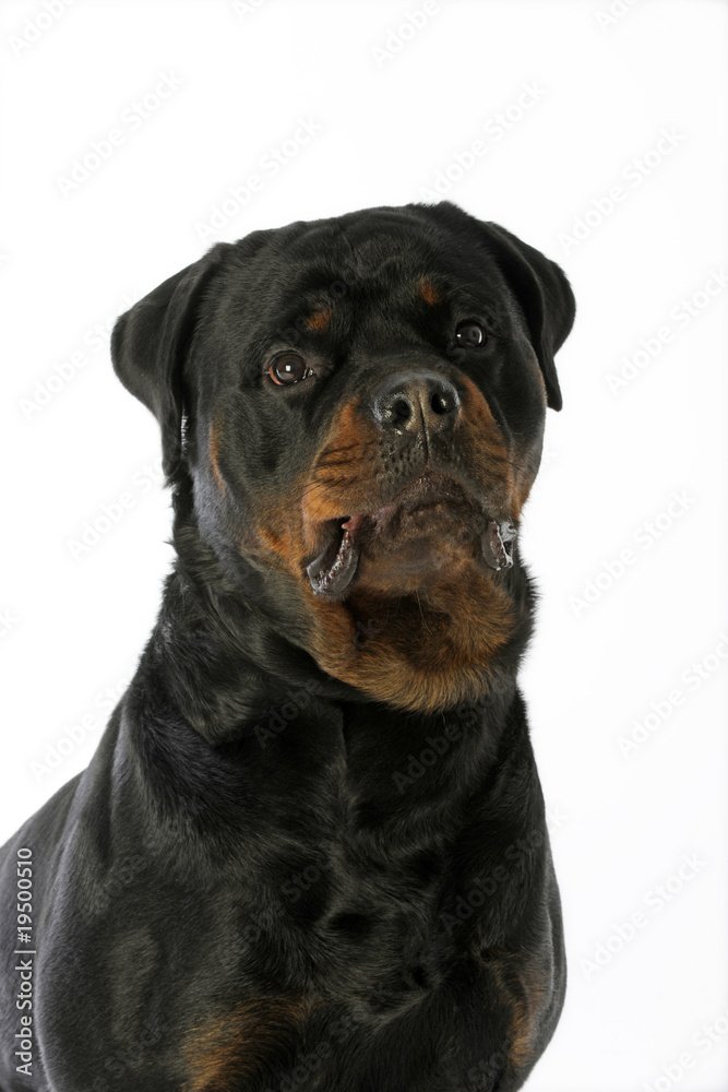 gros plan de la tête d'un rottweiler à l'air sérieux gros plan de la tête d'un rottweiler à l'air sérieux