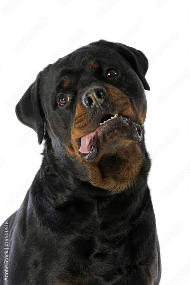 portrait d'un rottweiler au regard tendre portrait d'un rottweiler au regard tendre