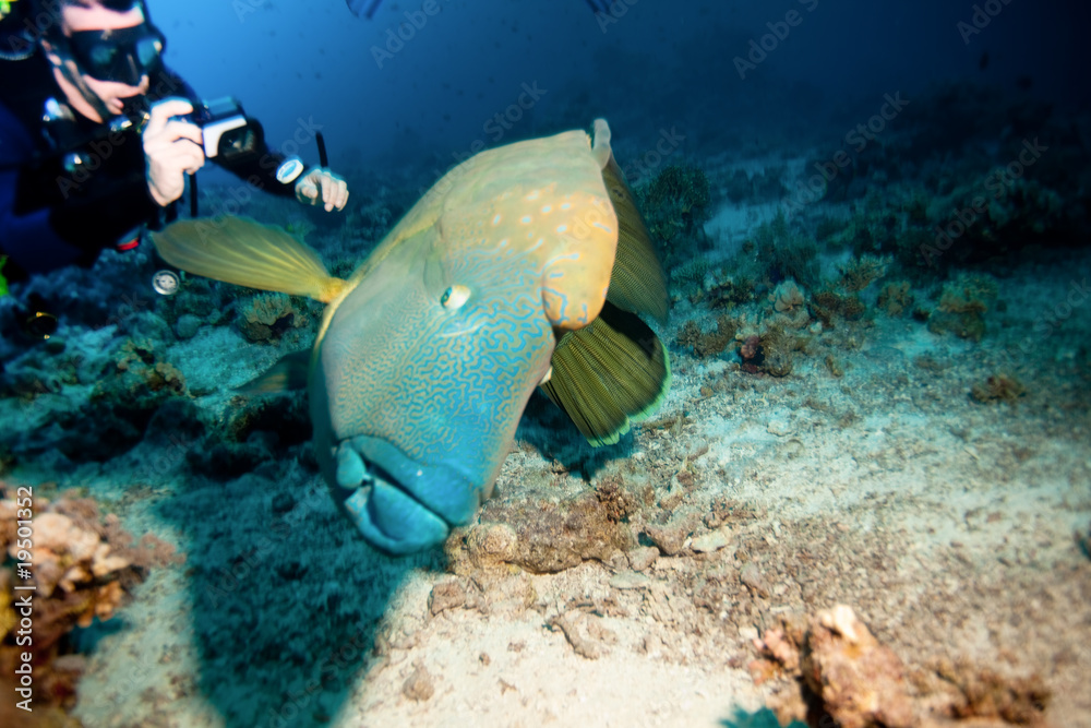 Fototapeta premium poisson napoléon 3
