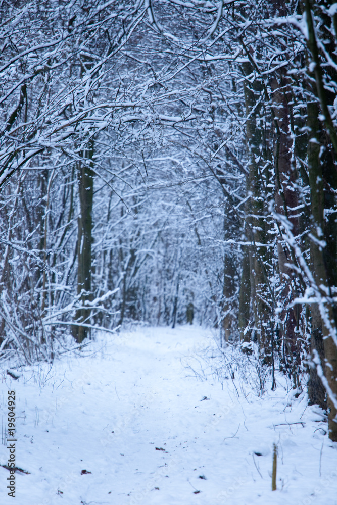 Fototapeta premium Winterwald