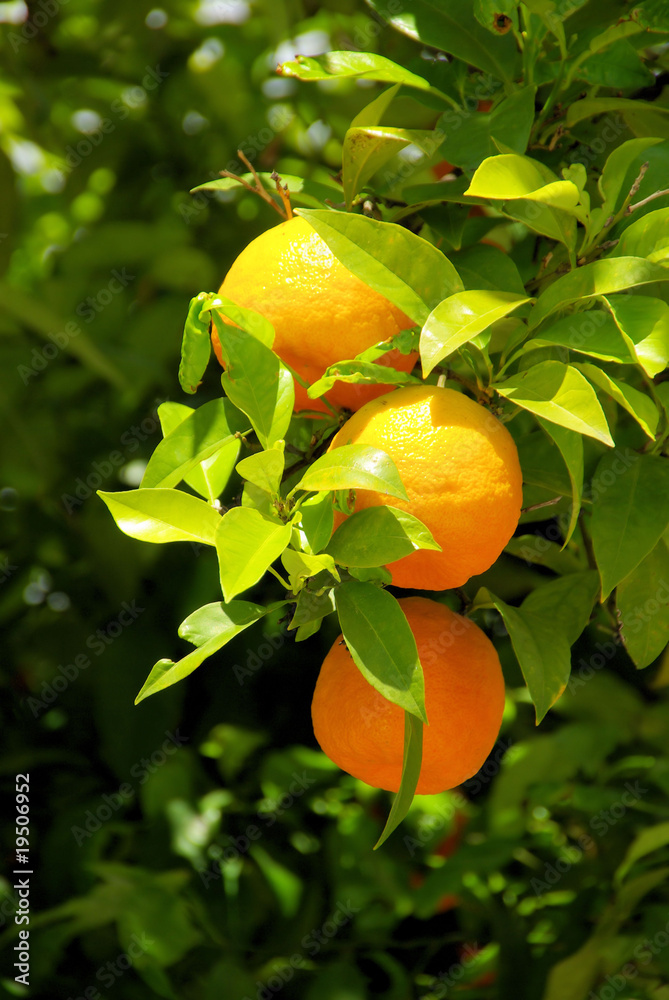 Orange am Baum - orange fruit on tree 05