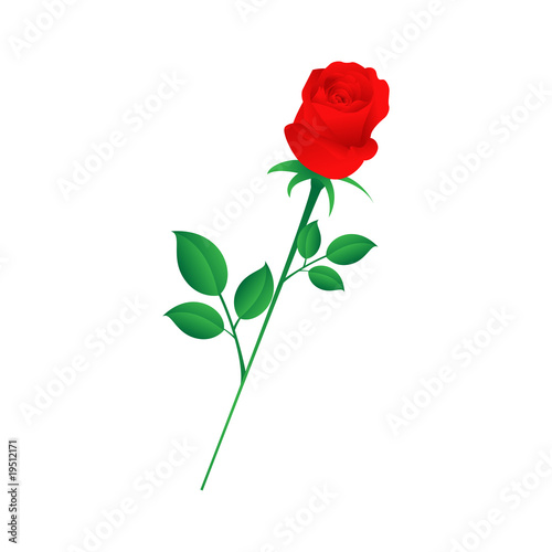 Single red rose