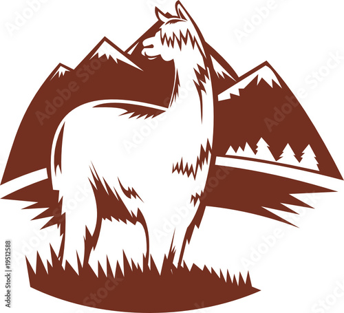 Suri alpaca llama with mountains photo