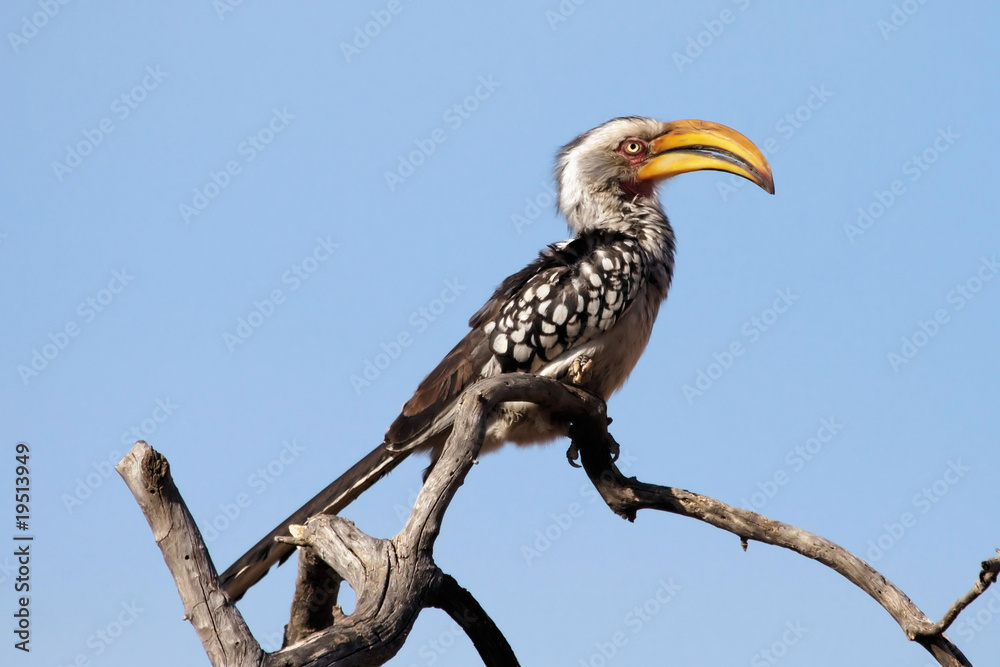 Yellowbilled Hornbill