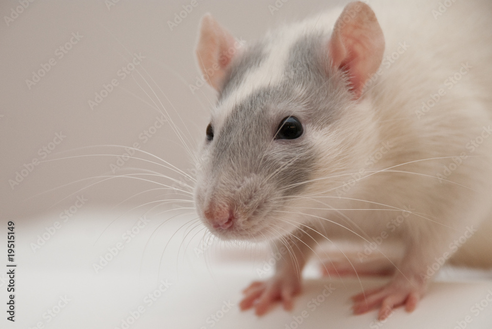 Ratto domestico Ratto domestico