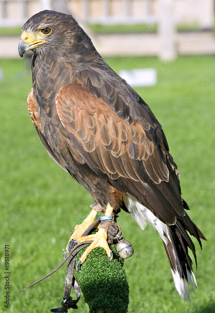 Fototapeta premium Harris hawk