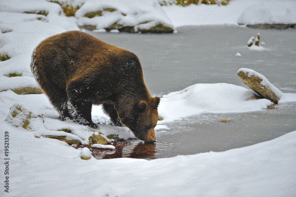 Obraz premium Braunbär im Winter