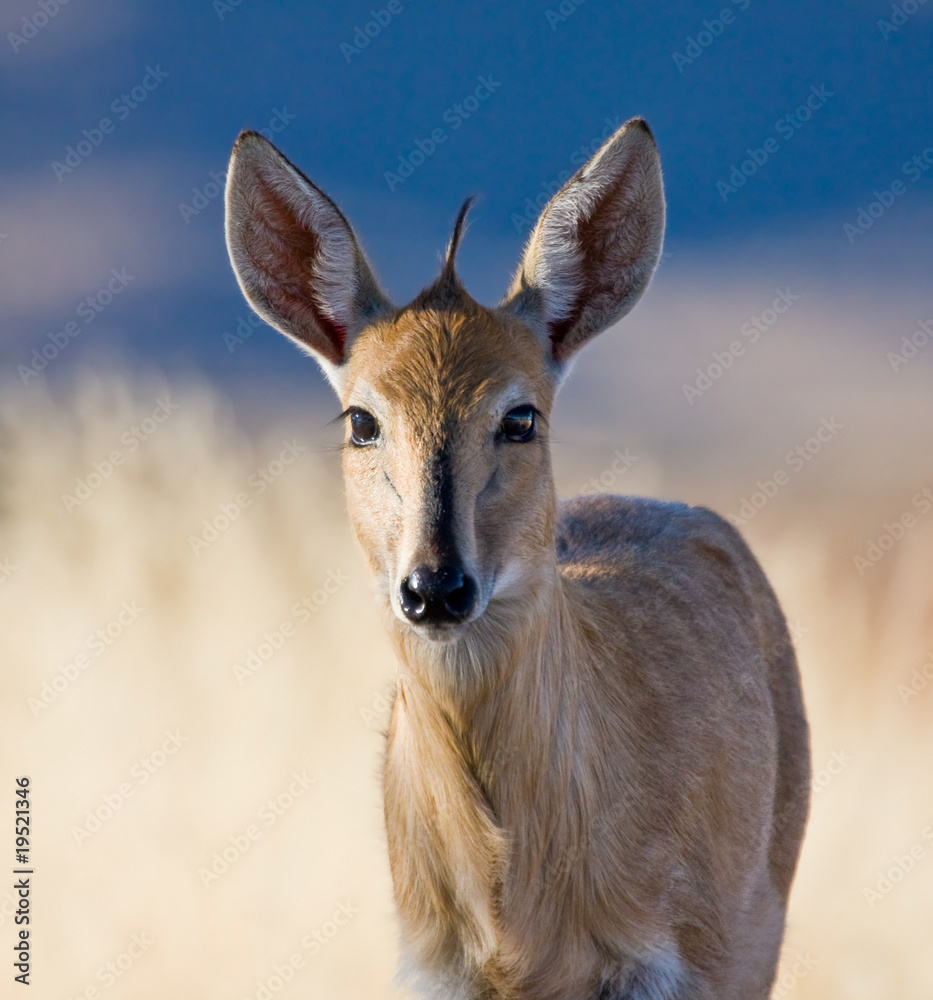 Fototapeta premium Common Duiker