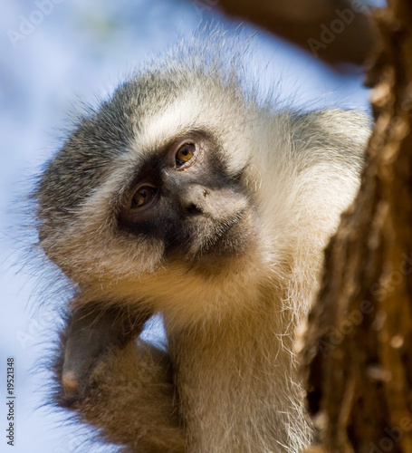 Fotografie Verver Monkey