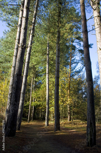 Path through tall pine trees