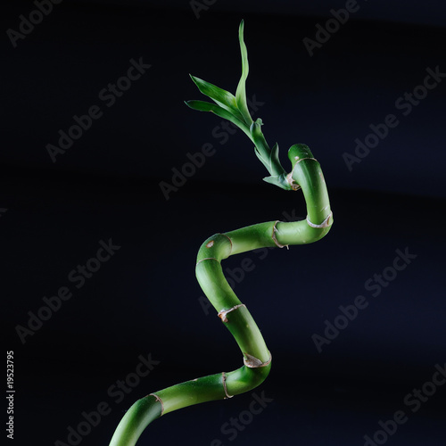Lucky bamboo photo
