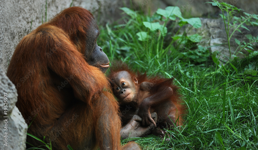 Naklejka premium Zoo 139