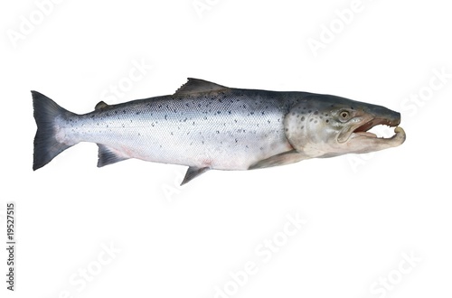 big salmon