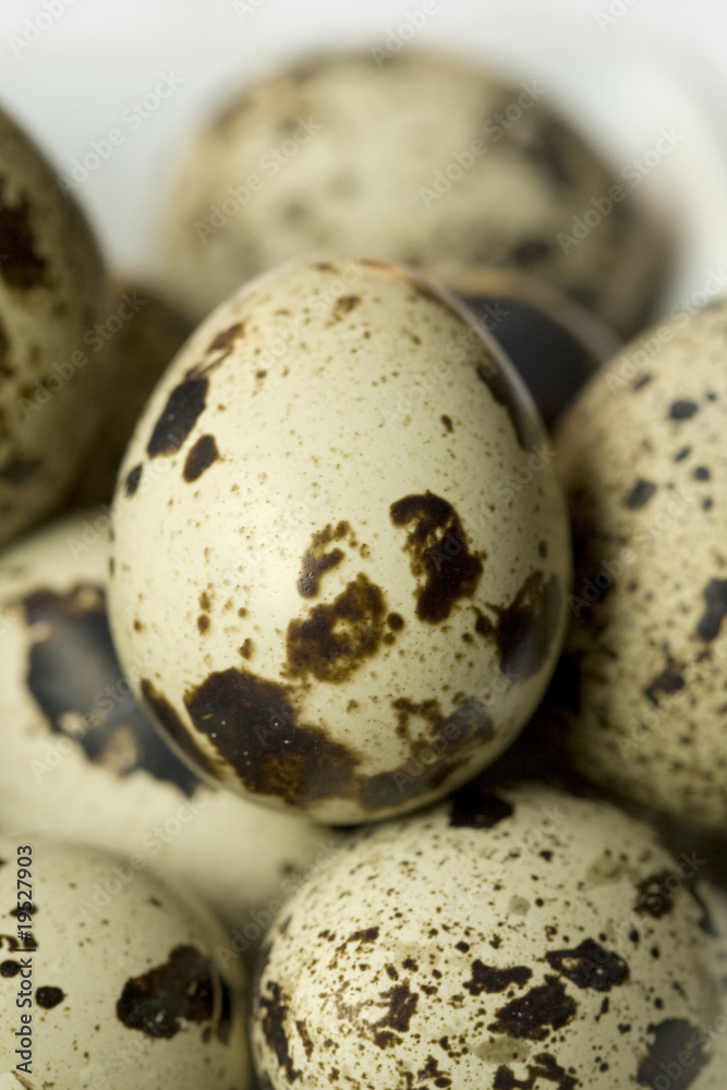 Obraz premium Wachtelei