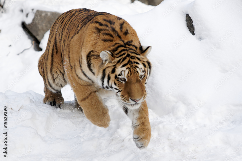 Obraz premium Junger Tiger