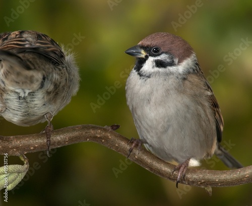 Two tree sparrows on a branch.