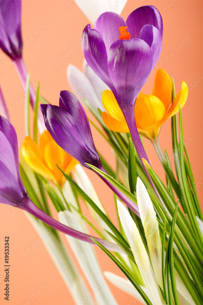 spring flowers. spring flowers.