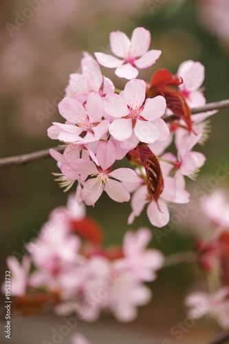 Spring sakura