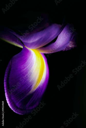 Beautiful Iris flower on black background