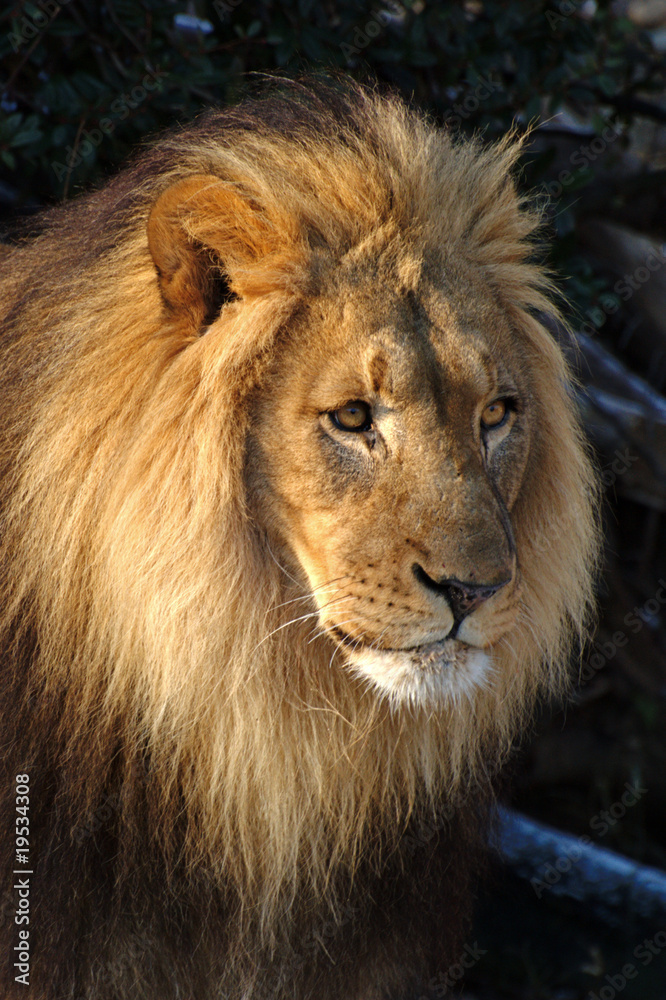 Fototapeta premium Lion