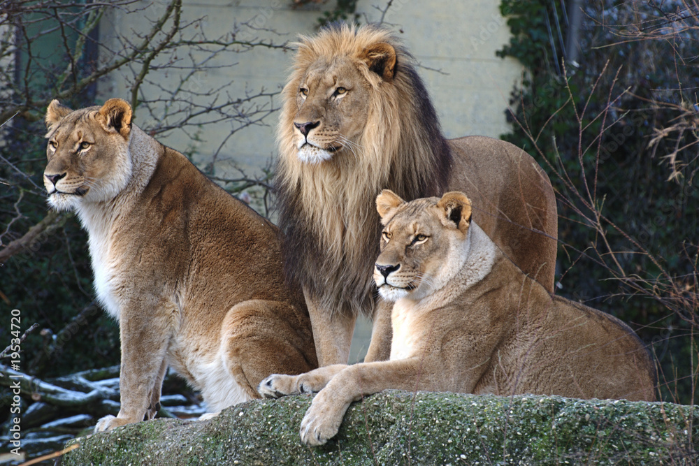 Löwen Familie