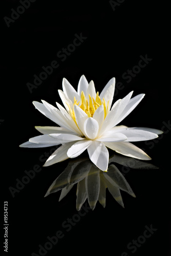 Water Lily on Black