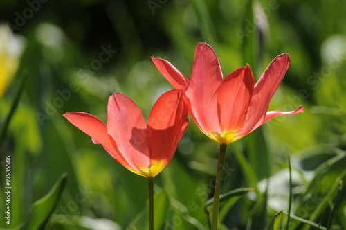 Tulpen