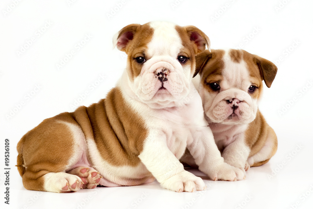 Two English bulldog puppies. - obrazy, fototapety, plakaty 