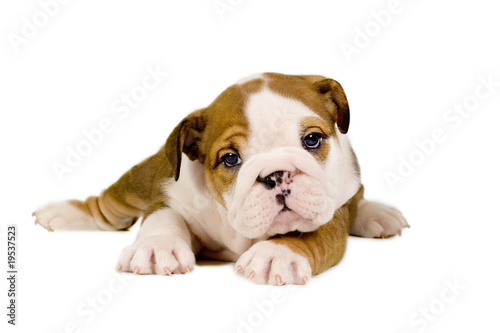 English Bulldog puppy.