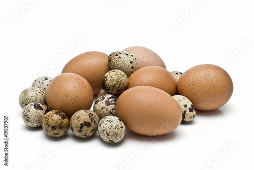 Huevos de codorniz y gallina. photo