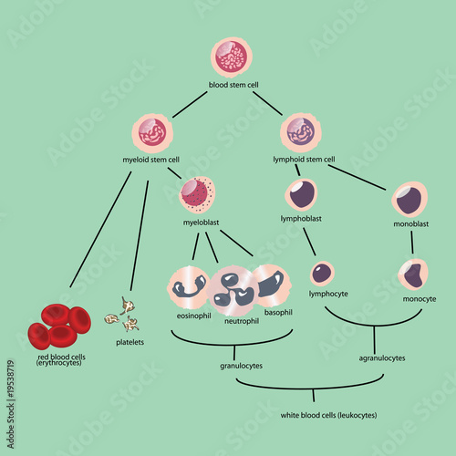 blood cells vector