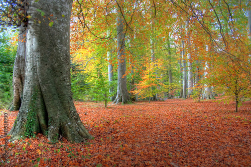 Autumn Leaves in Powerscourt photo