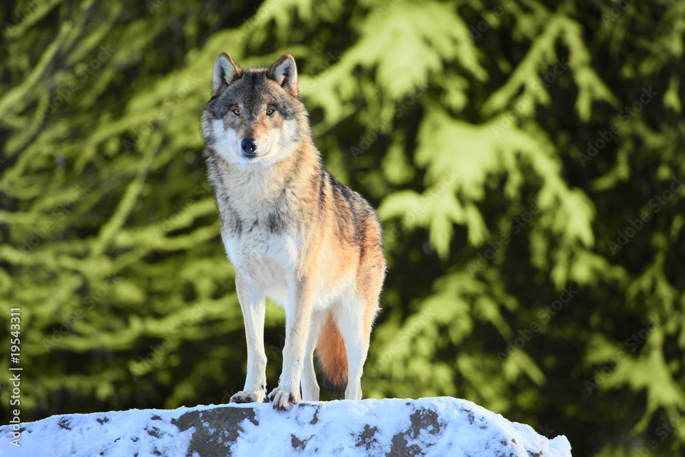 Fototapeta premium wolf