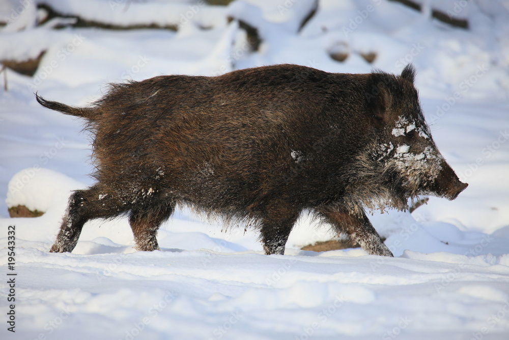 Wildschwein