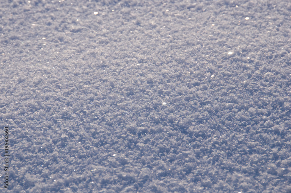 winter in the garden winter in the garden