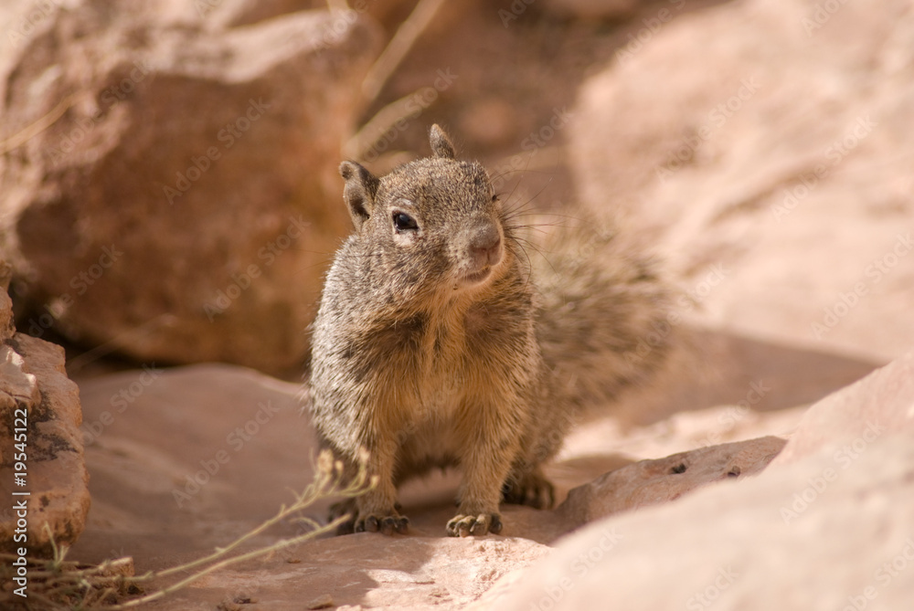 Arizona's Squirrel Arizona's Squirrel
